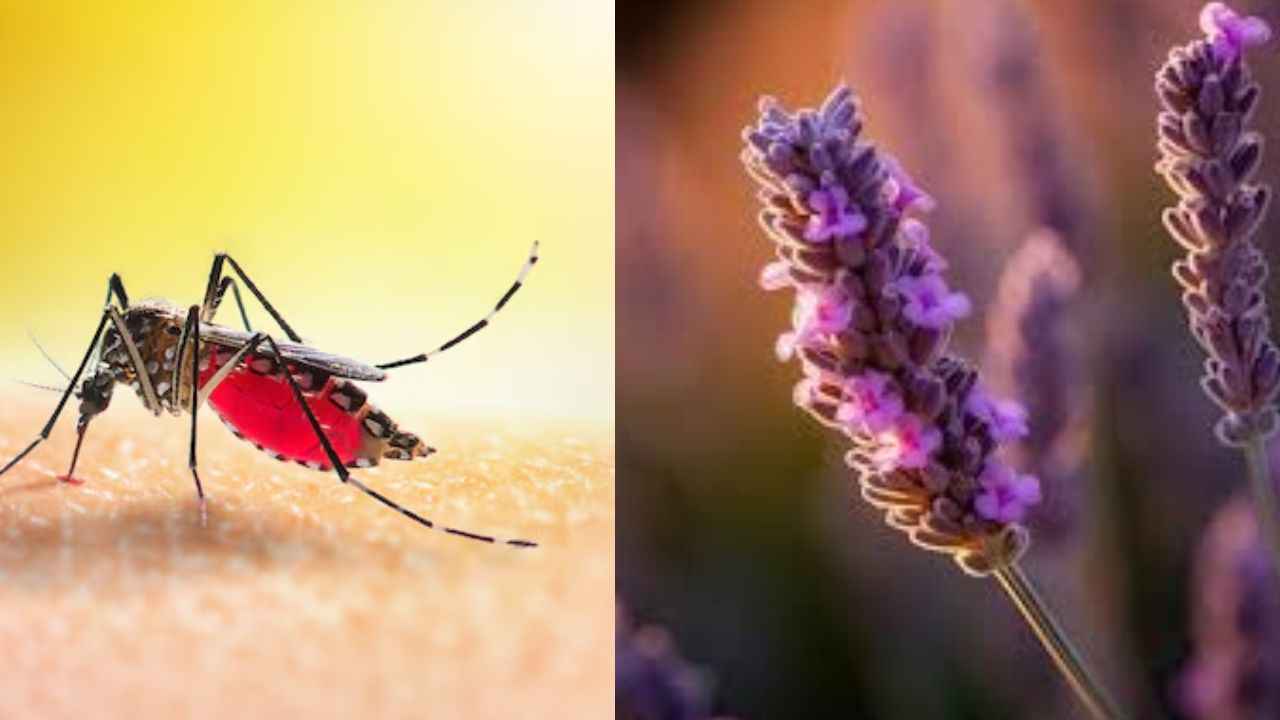 मच्छरों से बचने के लिए घर पर लगाएं ये 3 पौधे, कई बीमारियां भी रहेंगी दूर