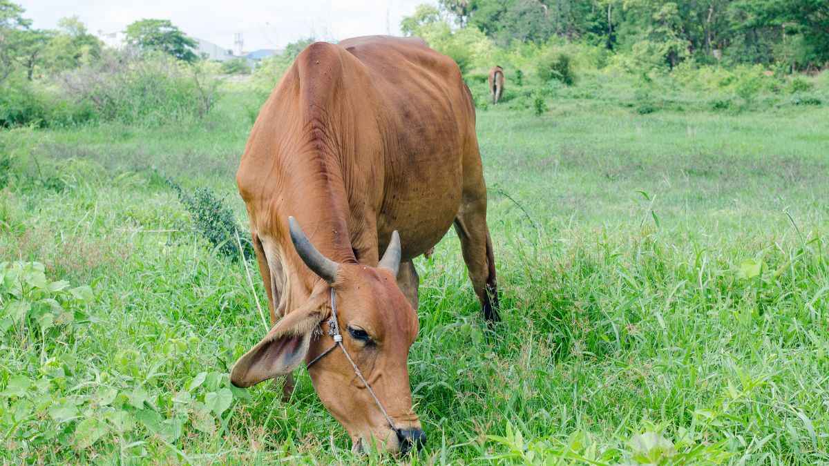 cow