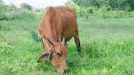 cow