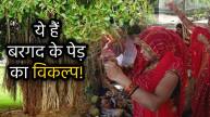 if-no-bargad-tree-in-vat-savitri-vrat-puja