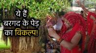 if-no-bargad-tree-in-vat-savitri-vrat-puja