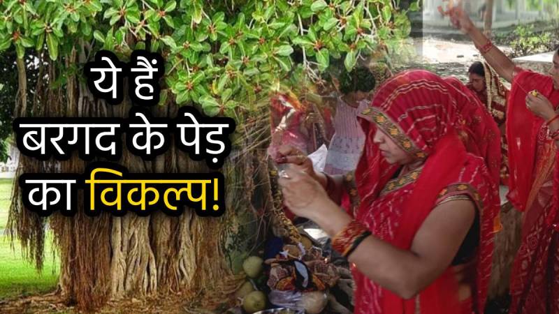 if-no-bargad-tree-in-vat-savitri-vrat-puja