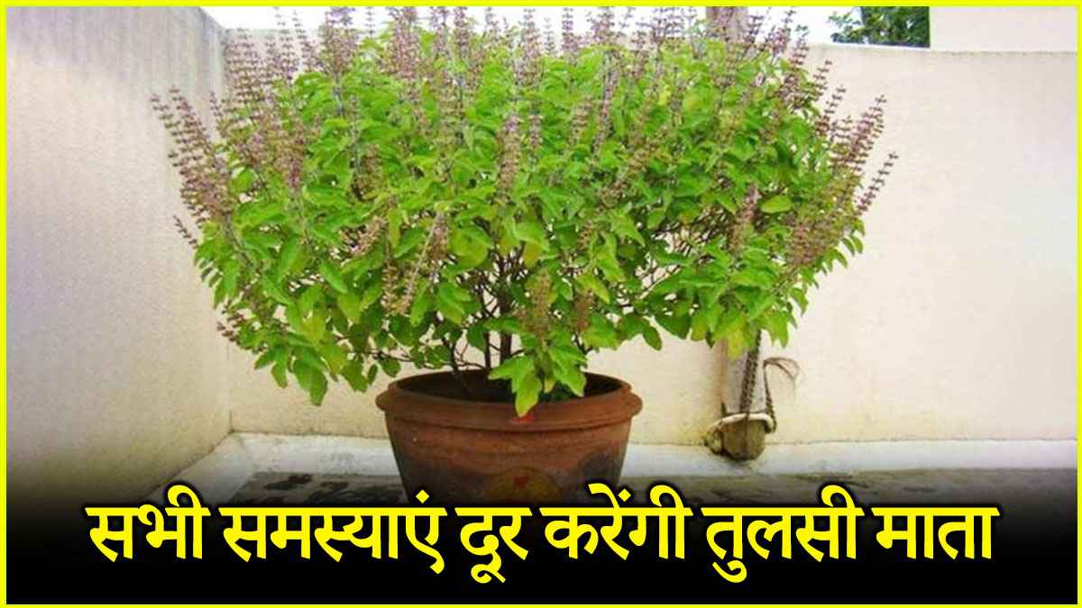 अच्छा करियर, दौलत और शोहरत देंगे तुलसी के ये 5 उपाय, ज्येष्ठ माह में अपनाएं