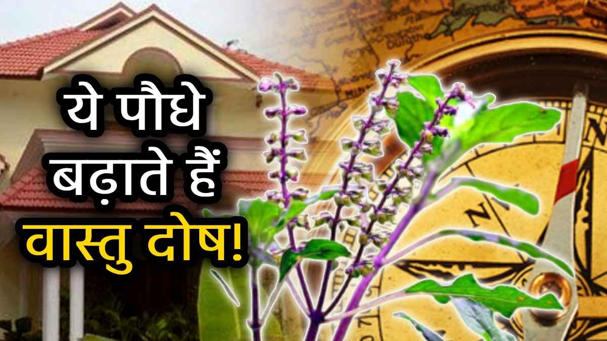 Tulsi ke Niyam: सावधान! क्या आपने भी तुलसी के पास तो नहीं लगा रखा ये पौधा? वरना घर से खत्म नहीं होगी बदहाली