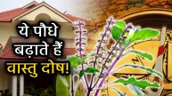 tulsi-ke-niyam