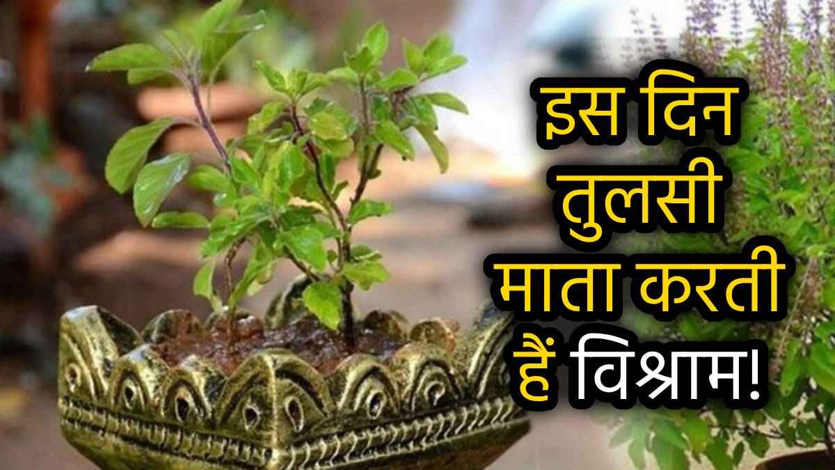 Tulsi Ke Niyam: इन तिथियों पर भूल से भी न तोड़ें तुलसी, वरना लगता है ब्रह्म हत्या जैसा पाप