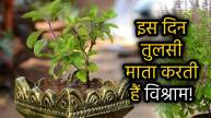 tulsi-ke-patte-todne-ke-din-aur-niyam