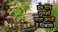 tulsi-ke-patte-todne-ke-din-aur-niyam