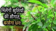 tulsi-remedies-for-apara-ekadashi
