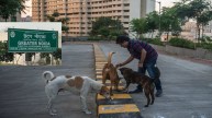 Greater Noida authority, Greater Noida News, stray dog, stray attack, ग्रेटर नोएडा अथॉरिटी, आवार कुत्ते