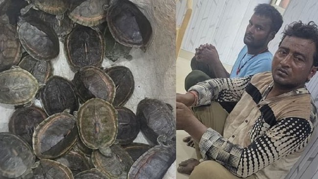 नोएडा में दो कछुआ तस्कर गिरफ्तार Noida News, Noida Police, नोएडा पुलिस, नोएडा न्यूज