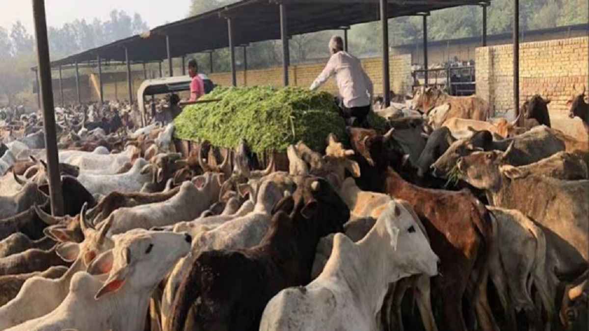 गौशाला