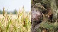 Fusarium Graminearum