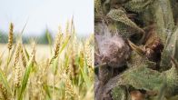 Fusarium Graminearum