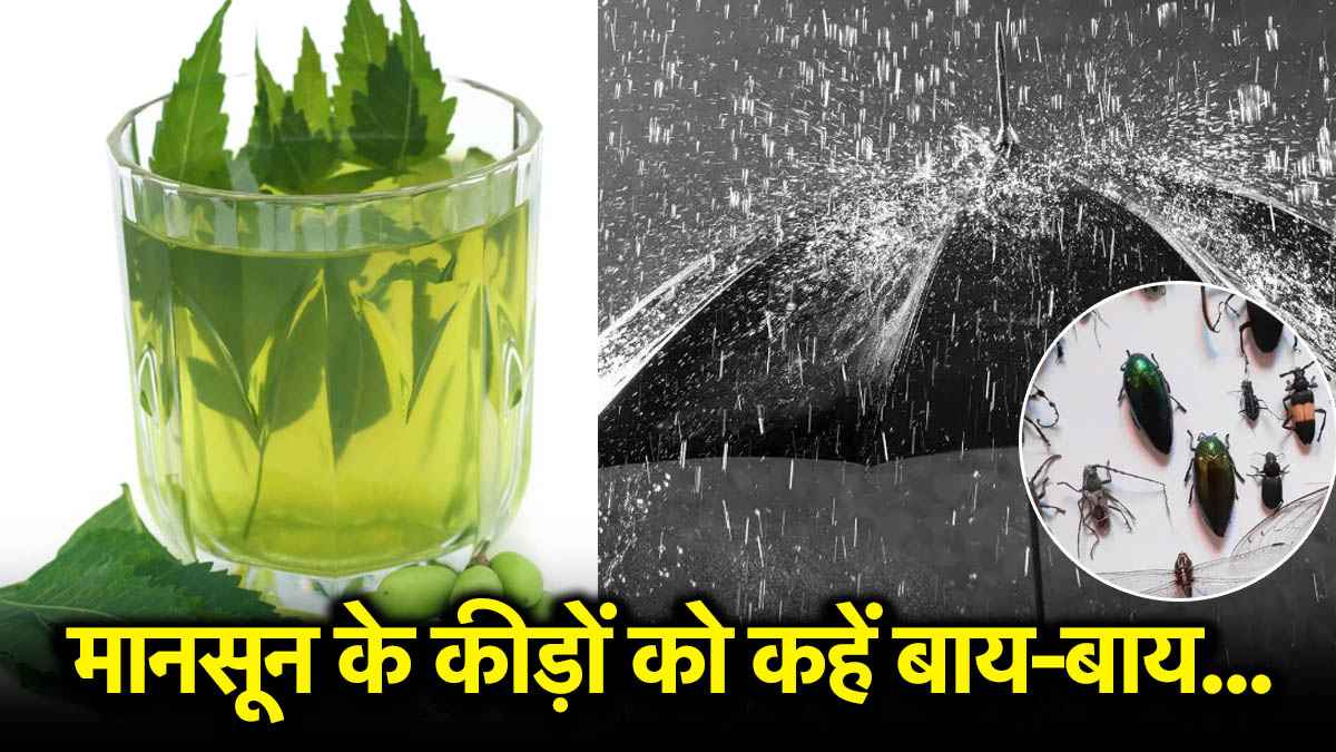 Monsoon Hacks: कीड़े-मकोड़ों का अटैक अब होगा फेल, बस करें इन चीजों का स्प्रे