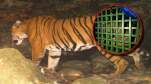 Tiger Caught Alive First Time