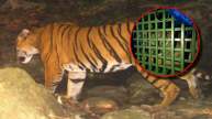 Tiger Caught Alive First Time