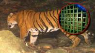 Tiger Caught Alive First Time