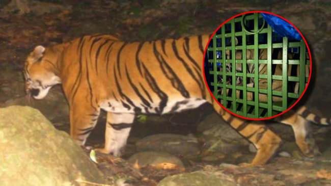Tiger Caught Alive First Time