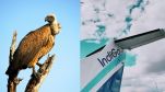 Vulture power