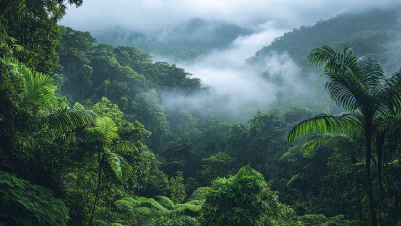 World Rainforest Day
