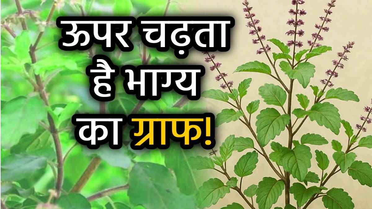 Tulsi Signs: जब घर की तुलसी देने लगे है ये 6 संकेत? हो जाइए तैयार, जीवन में आने वाली है सुख-समृद्धि