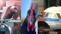 chicken gun test