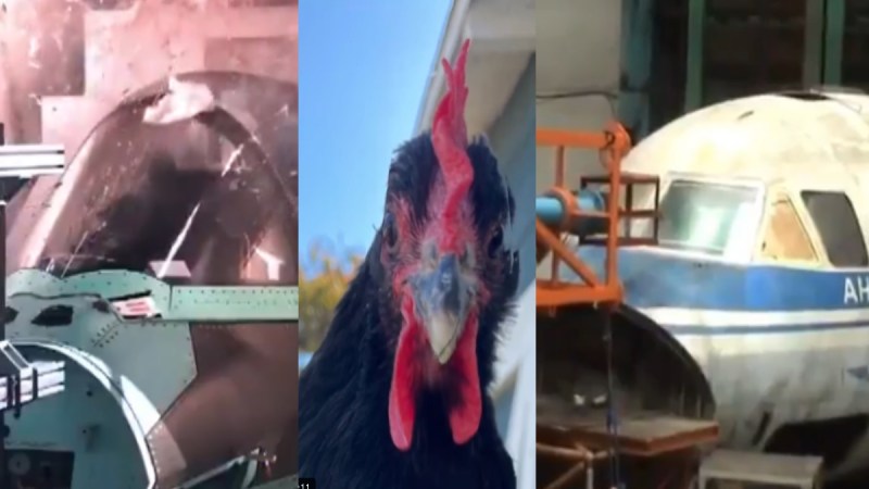 chicken gun test