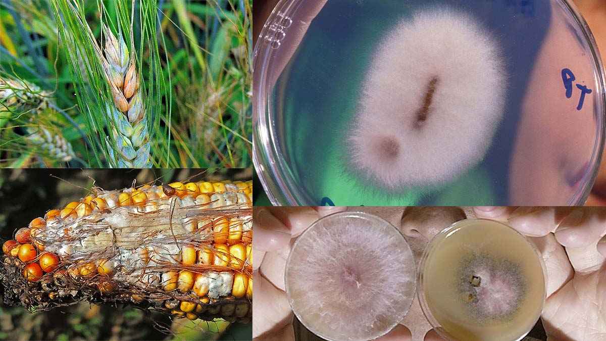 चीन ने कोरोना के बाद अब तैयार किया नया वायरस 'Fusarium', अमेरिका ने खोला ड्रैगन का ये 'राज'