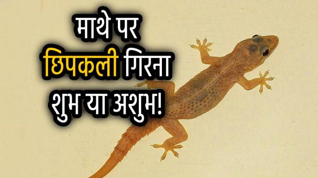 sharir-pe-chhipkali-girna-shubh-ashubh