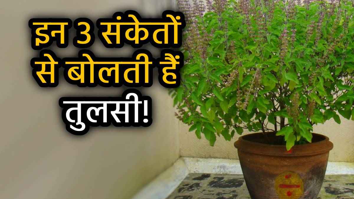 Tulsi ke Shubh Sanket: तुलसी मां बताएंगी कब खुलेगा भाग्य का दरवाजा, यदि दिखते हैं ये 5 संकेत; हो जाएंगे मालामाल