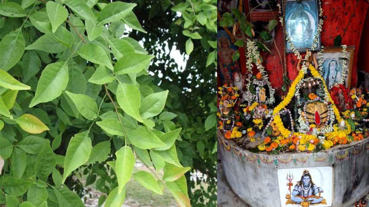 Belpatra sawan 2025
