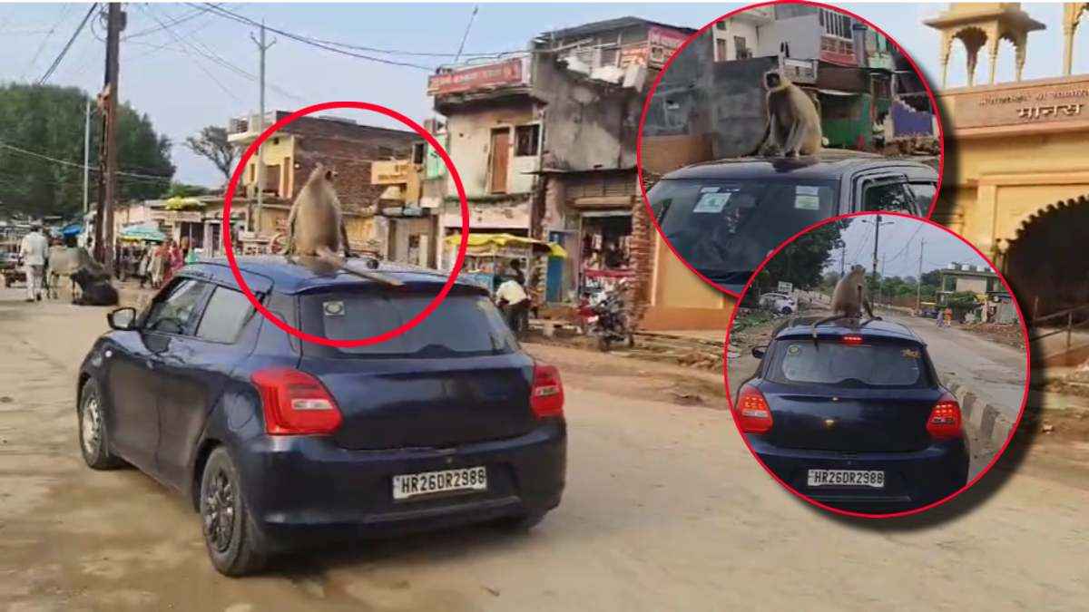 MP News: चित्रकूट में कार की छत पर बैठा लंगूर, शाही अंदाज में घूमा शहर, वीडियो वायरल