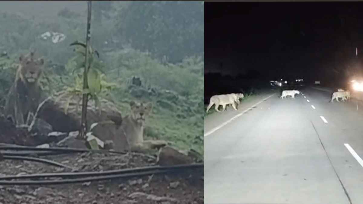 Gujarat News | Amerli News | Lions Video