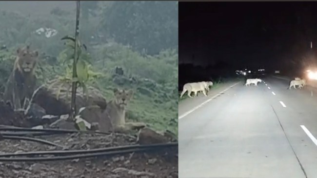 Gujarat News | Amerli News | Lions Video