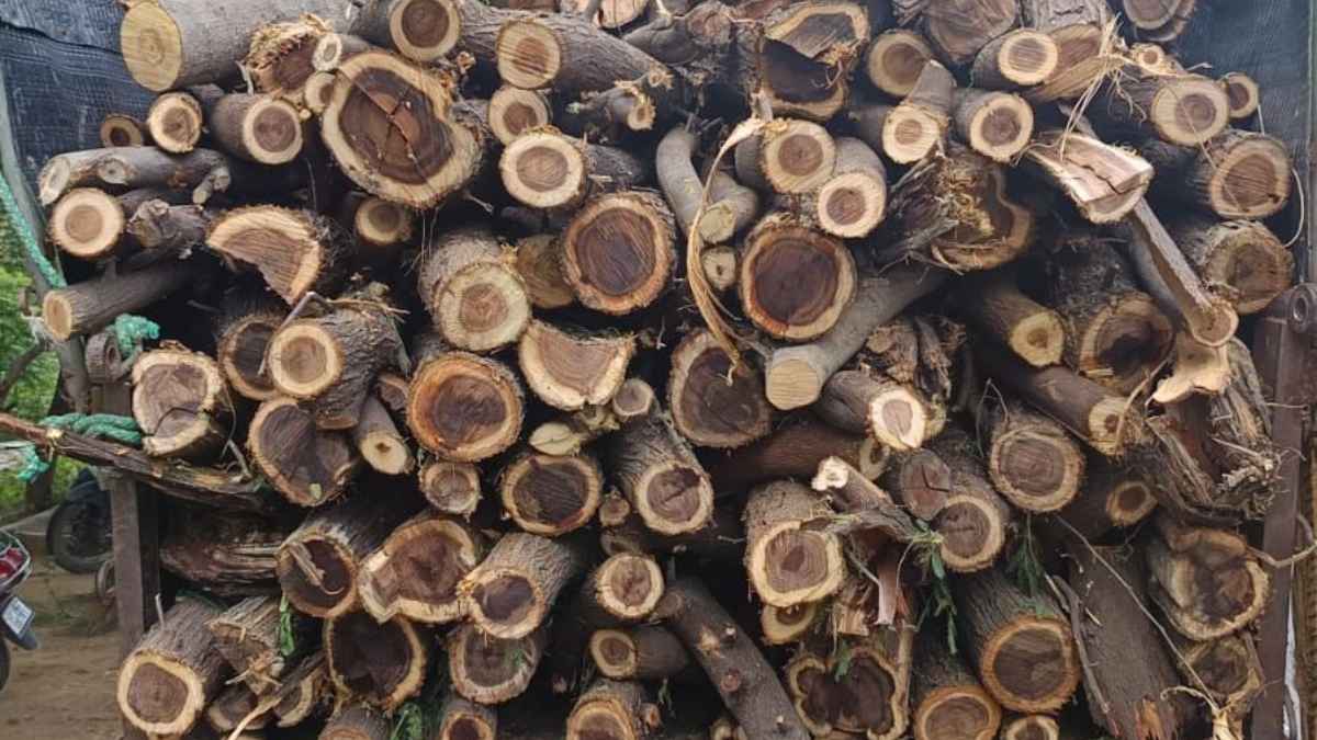 Illegal Tree Cutting