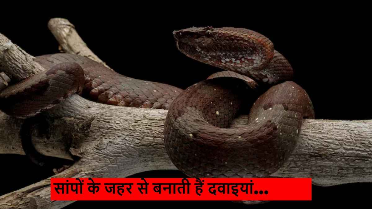 World Snake Day: खतरनाक होते हैं पर जहरीला नहीं होता हर सांप, सच्चाई जानेंगे तो दिल जाएगा कांप