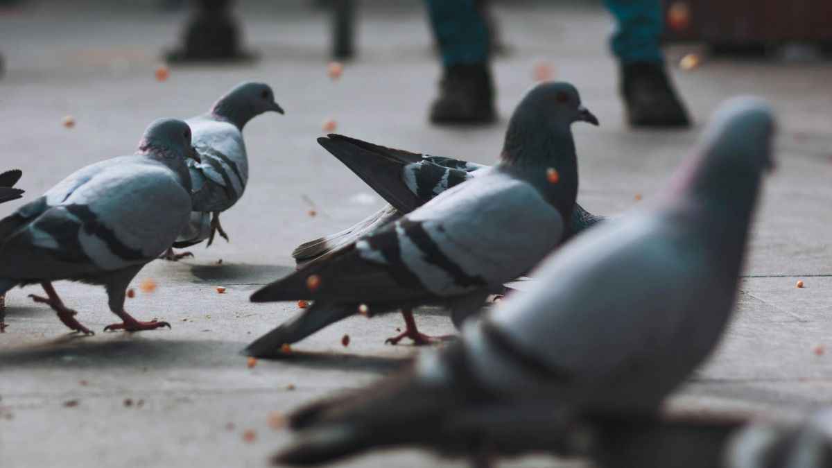 Pigeon in House