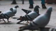 Pigeon in House