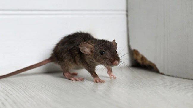 Gujarat News, Vadodara News, Vadodara Police, Gujarat, Vadodara, गुजरात समाचार, वडोदरा समाचार, वडोदरा पुलिस, गुजरात, वडोदरा