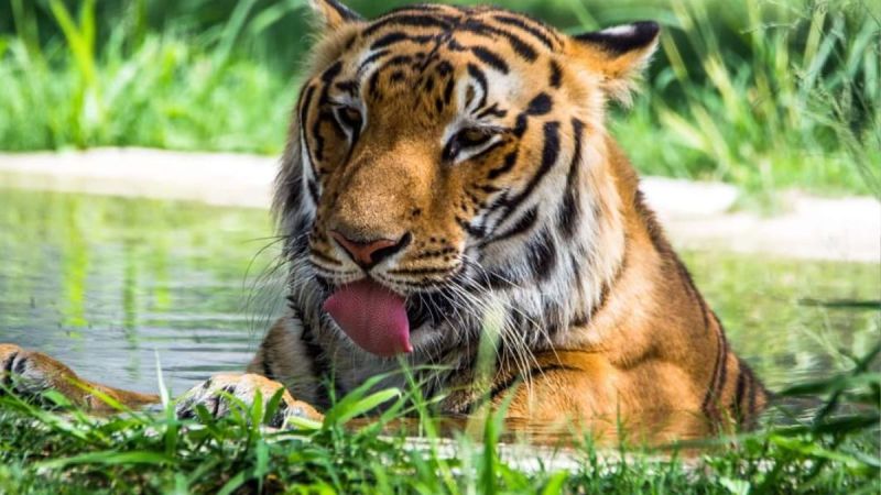 Tiger Attack