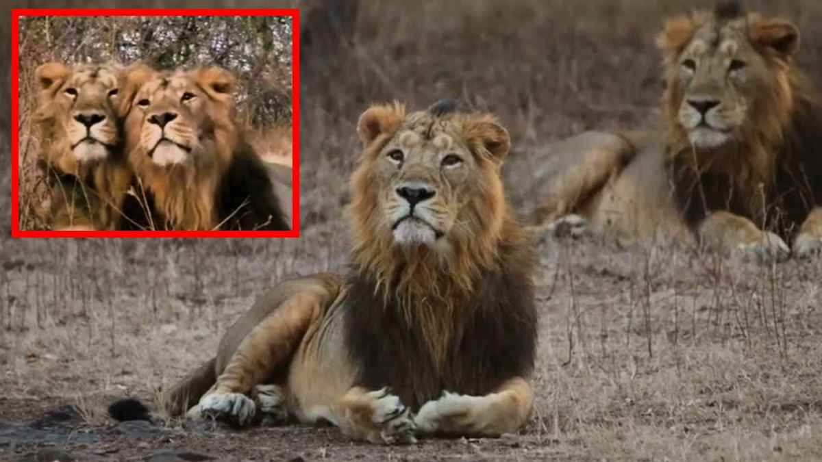 gir jungle jai veeru