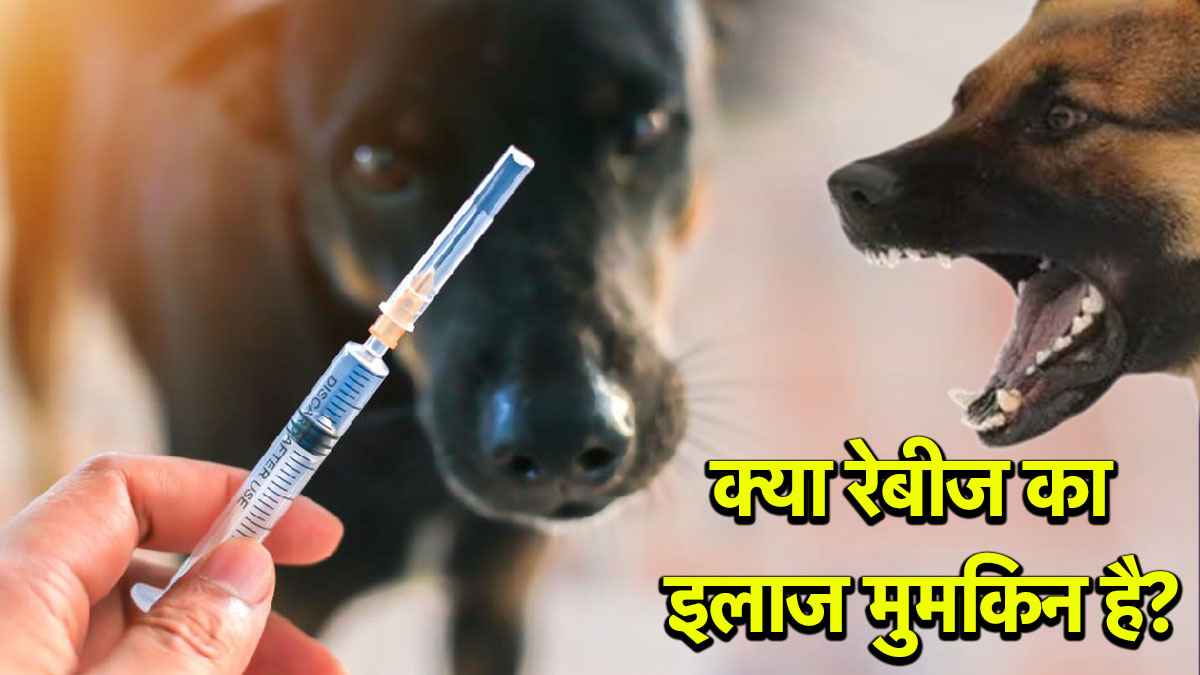 रेबीज को लेकर WHO की गाइडलाइन, कुत्ते के काटने के बाद तुरंत करें ये काम; नहीं होगा इंफेक्शन