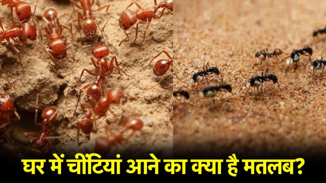 Black and Red Ants in House