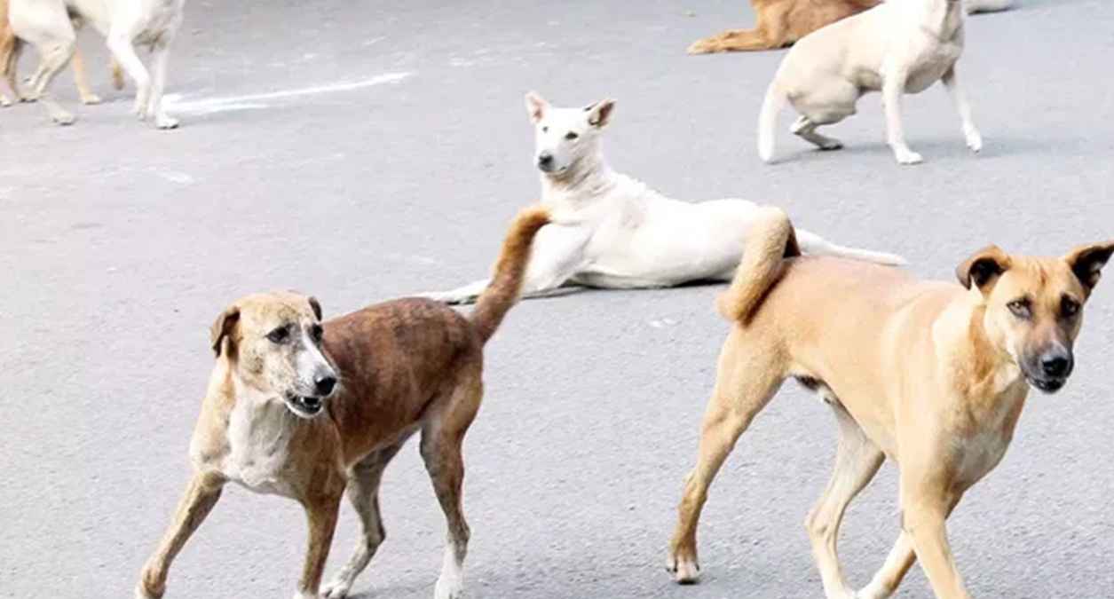 गाजियाबाद के बृज विहार में आवारा कुत्तों का आतंक, 3 साल के बच्चे को बुरी तरह काटा