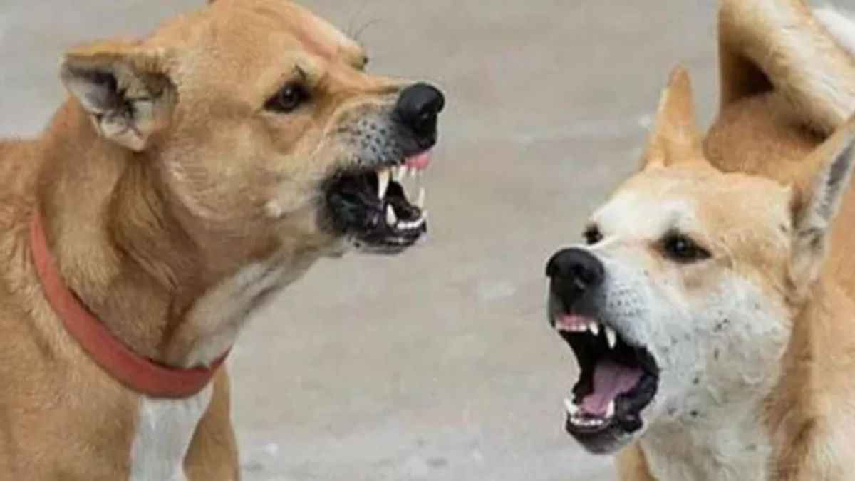 Greater Noida News: ग्रेटर नोएडा में डेढ़ लाख कुत्तों के लिए बनेंगे 5 डाॅग शेल्टर होम