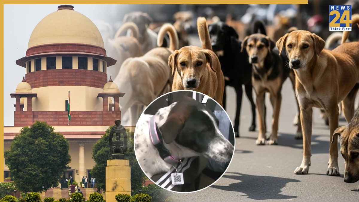 QR कोड, GPS स्मार्ट कॉलर… आवारा कुत्तों पर शिमला से सीखे दिल्ली-NCR, डॉग लवर्स के लिए खुशखबरी