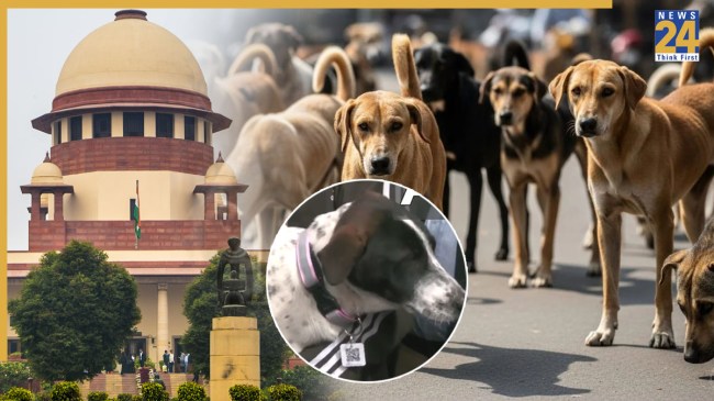 हिमाचल के शिमला में कुत्तों को स्मार्ट कॉलर और जीपीएस टैग लगाया गया।