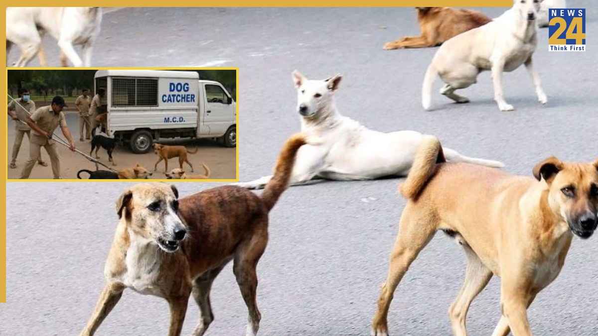 Dog Catcher In Delhi MCD