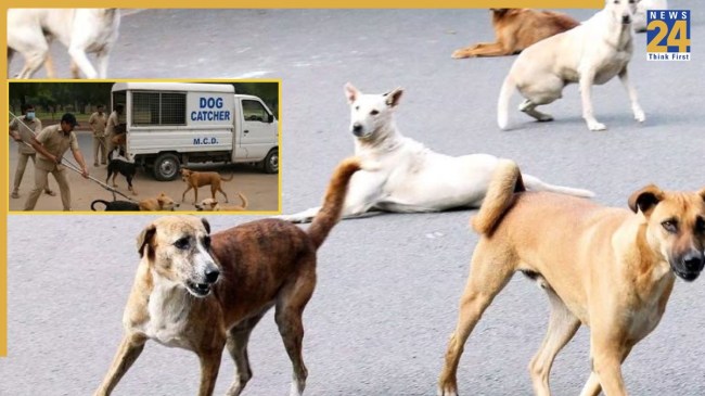 Dog Catcher In Delhi MCD